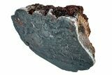 Polished Stromatolite (Alcheringa) Section - Billion Years #239942-1